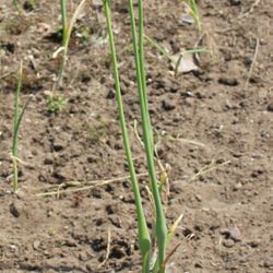 Allium ampeloprasum plant